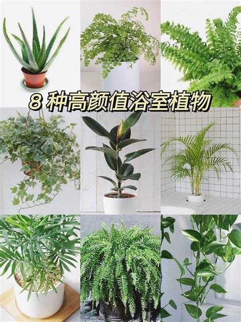 廁所適合放什麼植物|廁所放什麼植物好？4種耐陰且好照顧的植物推薦 